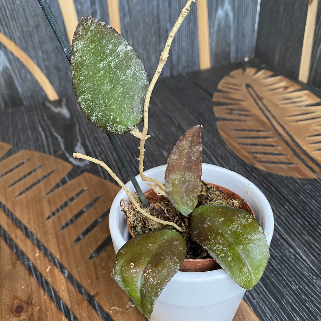 Hoya caudata (black leaves)