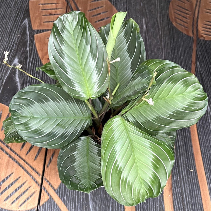 Maranta Leuconeura ‘Gray’