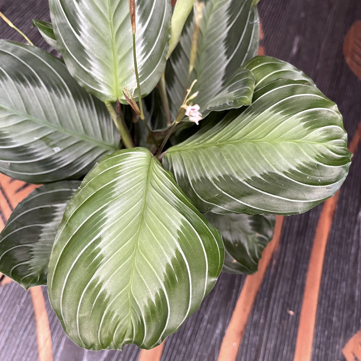 Maranta Leuconeura ‘Gray’