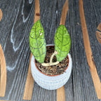 Hoya finlaysonii UT073