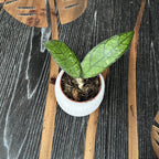 Hoya finlaysonii UT073