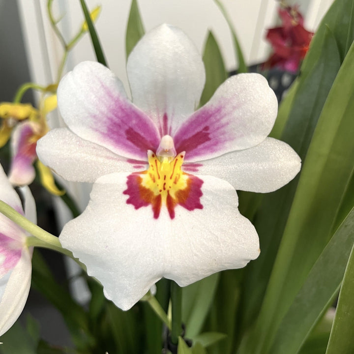 Miltoniopsis alba *parfumata