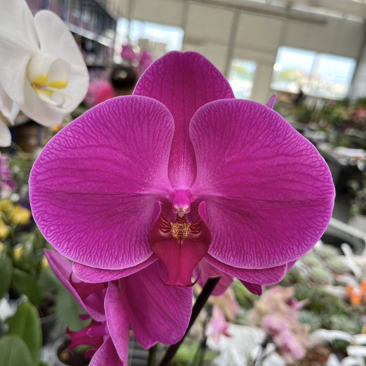 Phalaenopsis Miki Imperial Seal 'MI01' (Florious Purple)