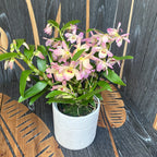 Dendrobium nobile 'Fairlight'