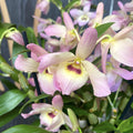 Dendrobium nobile 'Fairlight'