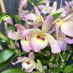 Dendrobium nobile 'Fairlight'