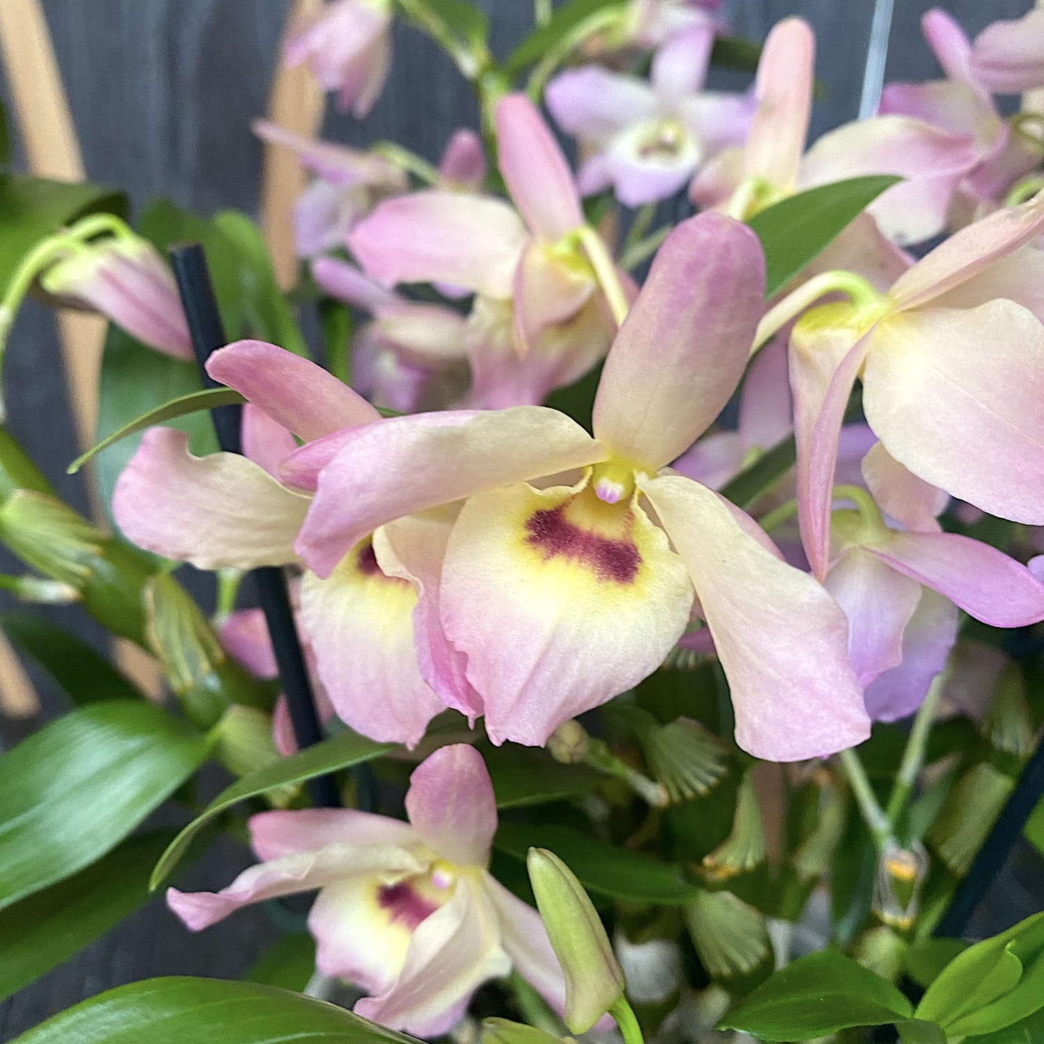 Dendrobium nobile 'Fairlight'
