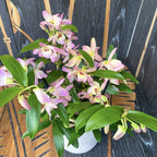 Dendrobium nobile 'Fairlight'