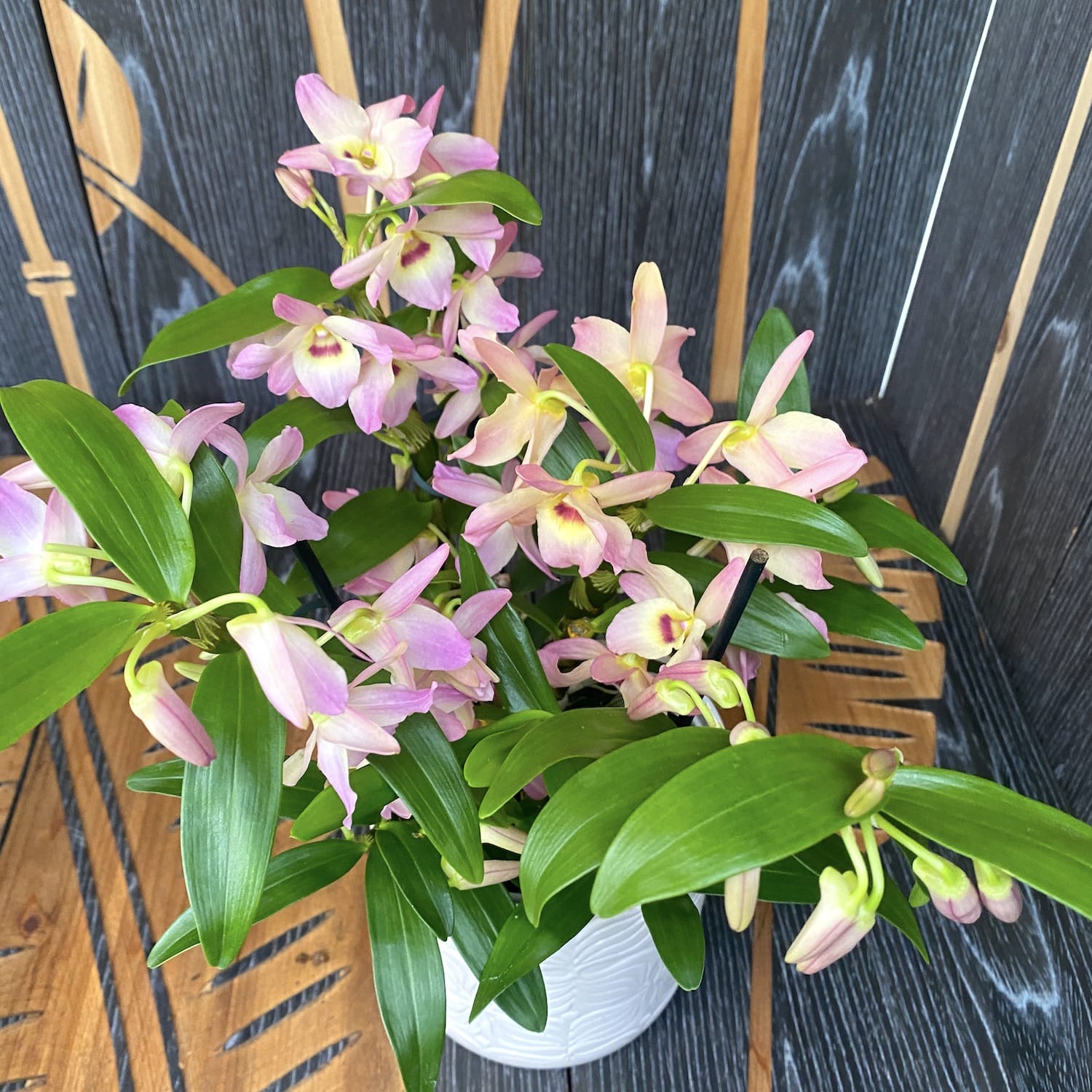 Dendrobium nobile 'Fairlight'