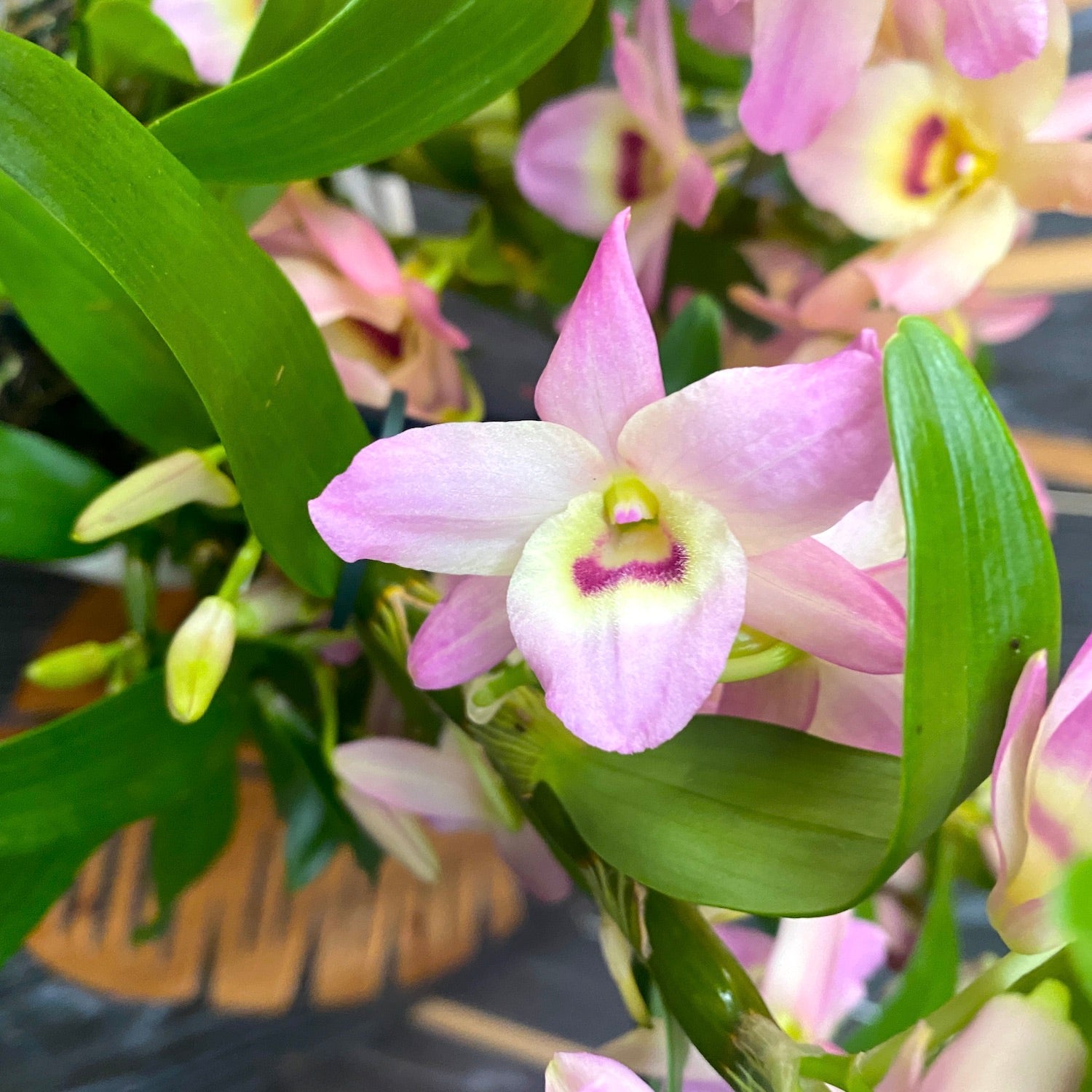 Dendrobium nobile 'Fairlight'