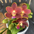 Phalaenopsis Yaphon Perfume 'Coffee Red' *fragrant (Taiwan)