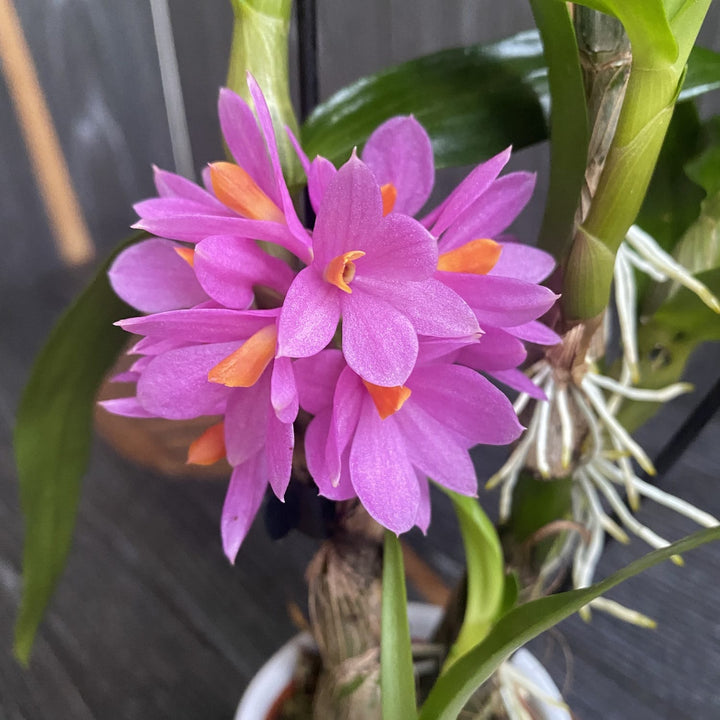 Dendrobium Hibiki