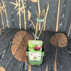 Smochin - Ficus carica 'Brown Turkey' (Hardy Fig) - 100% biologic