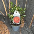 Camellia japonica 'Barbara Morgan'