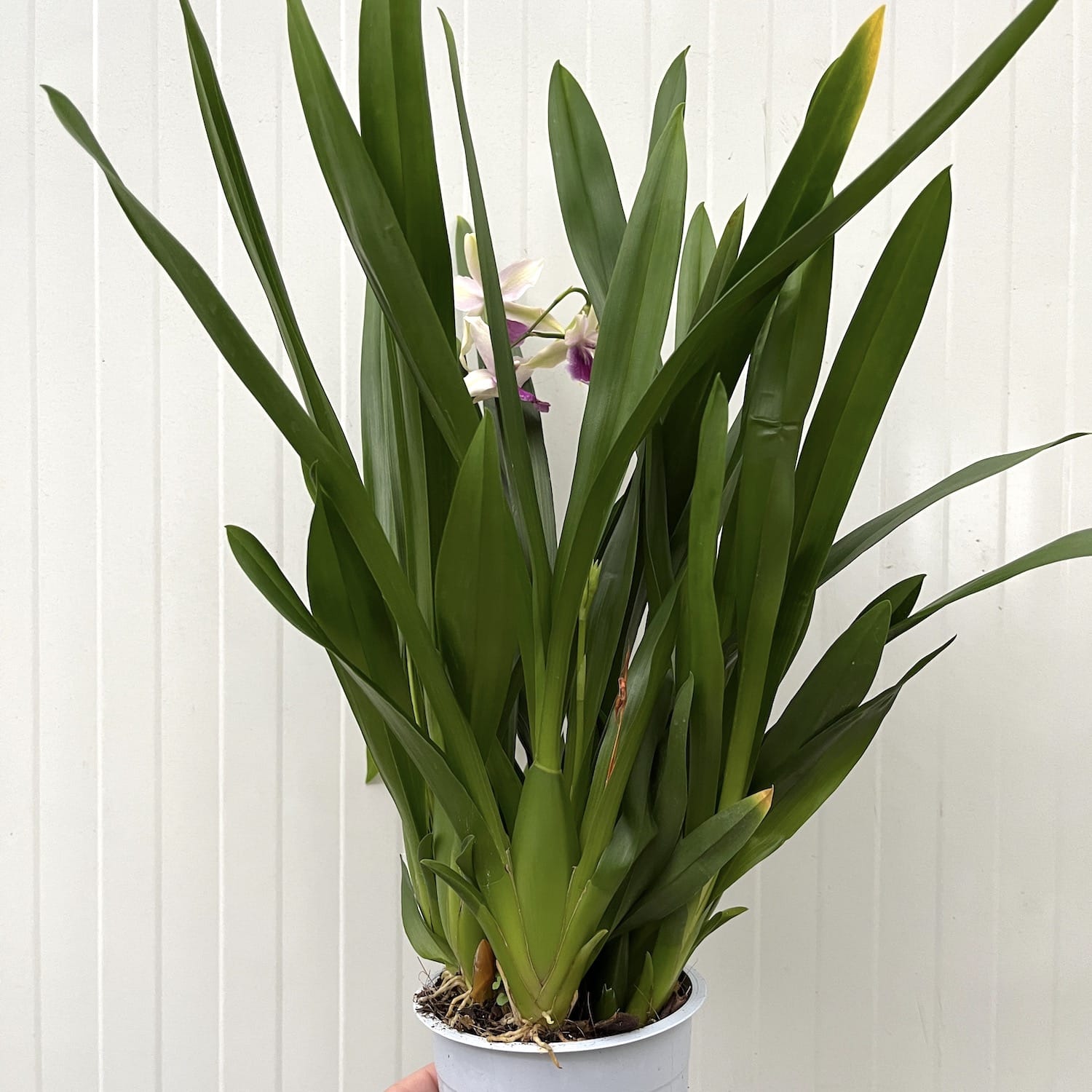 Miltonia Honolulu 'Lipstick'