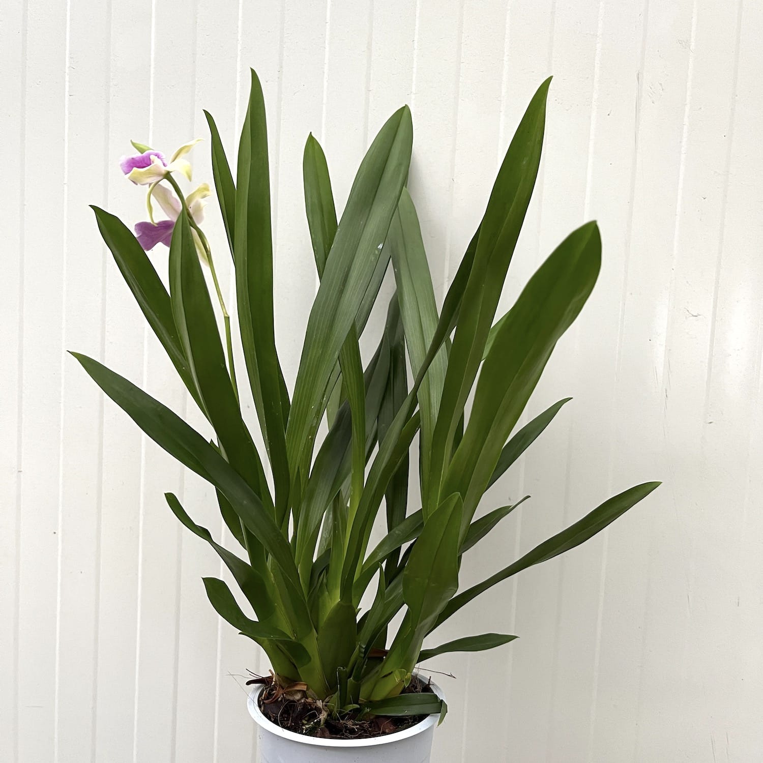 Miltonia Honolulu 'Lipstick'