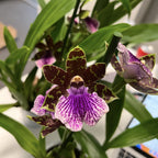 Zygopetalum Bärbel Höhn *illatos