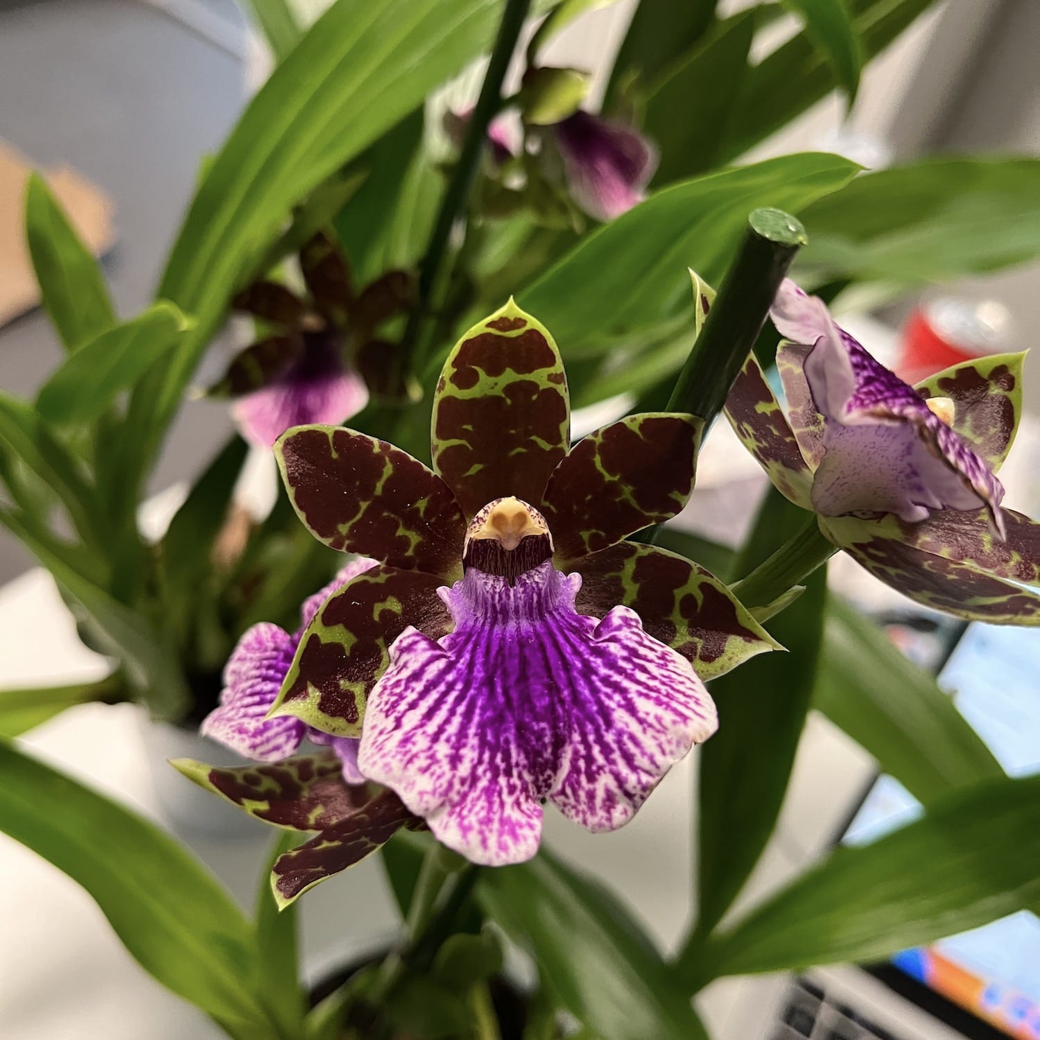 Zygopetalum Bärbel Höhn *parfumé