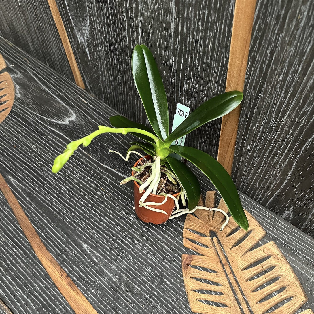 Sedirea Japonica (Phalaenopsis Japonica)