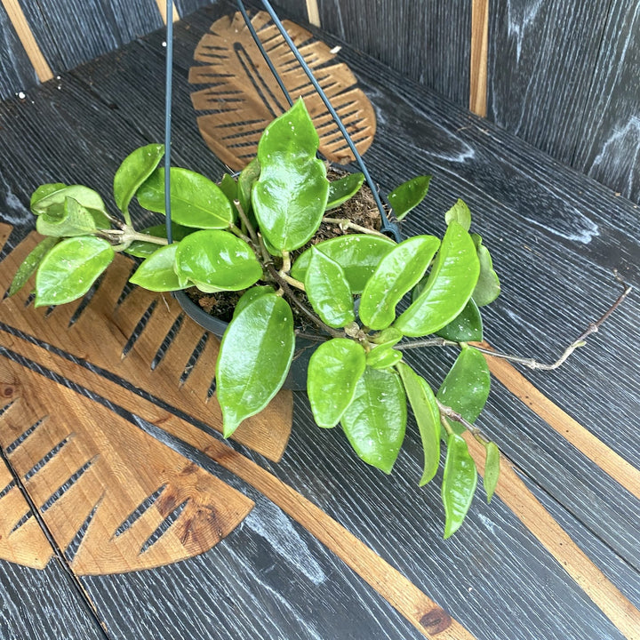 Hoya carnosa 'Snowball'