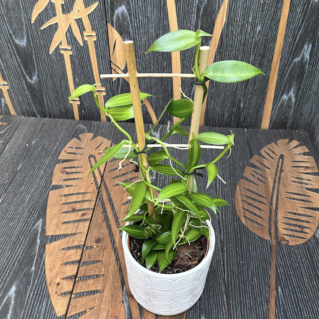 Vanilla Planifolia 'Variegata'