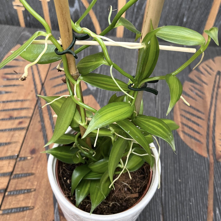 Vanilla Planifolia 'Variegata'