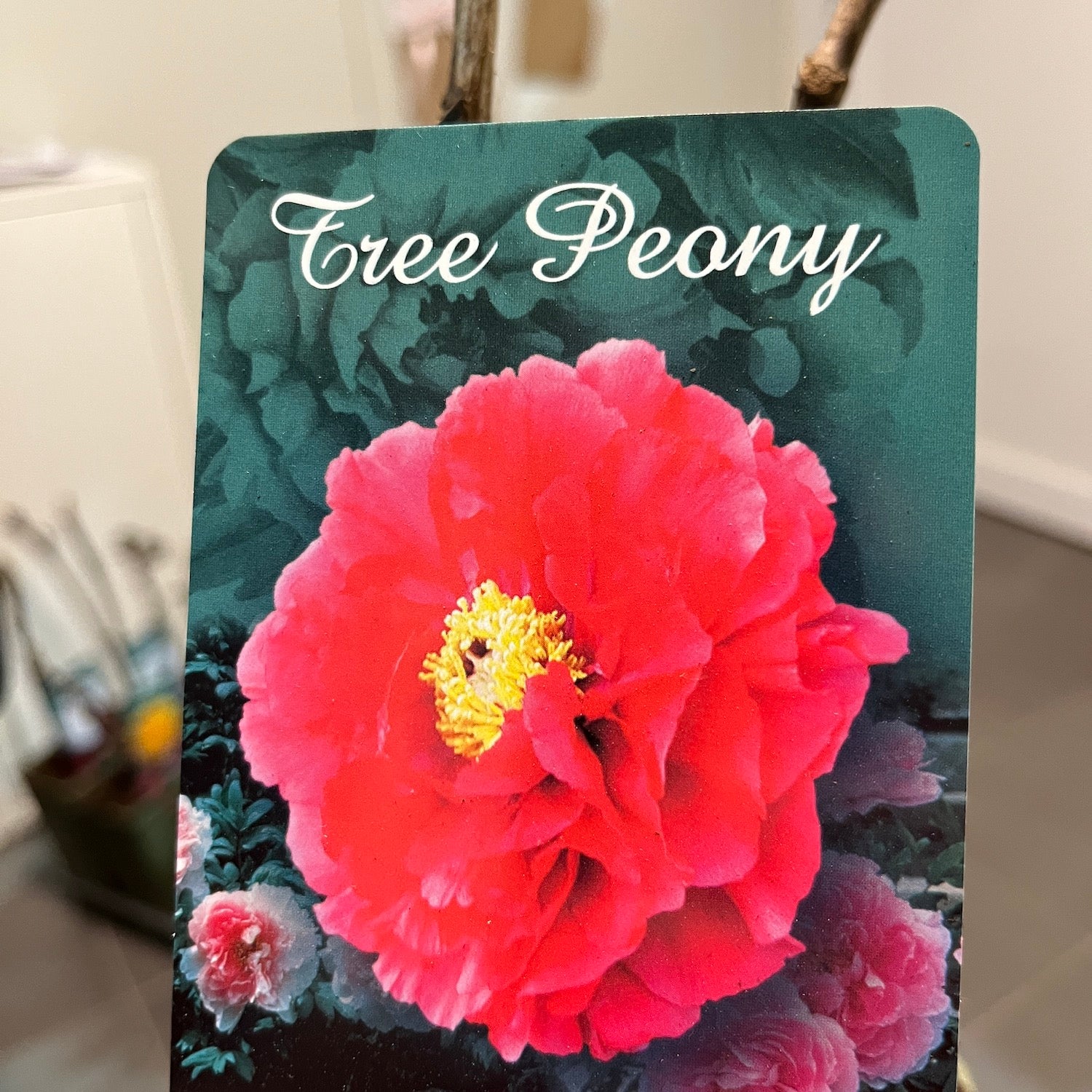 Paeonia suffruticosa 'Mo Run Jue Lun'  - bujor arbustiv cu floare dubla