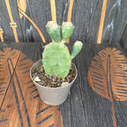 Zahradní kaktus s jedlými plody a listy - Opuntia humifusa (Ďáblův jazyk) D14