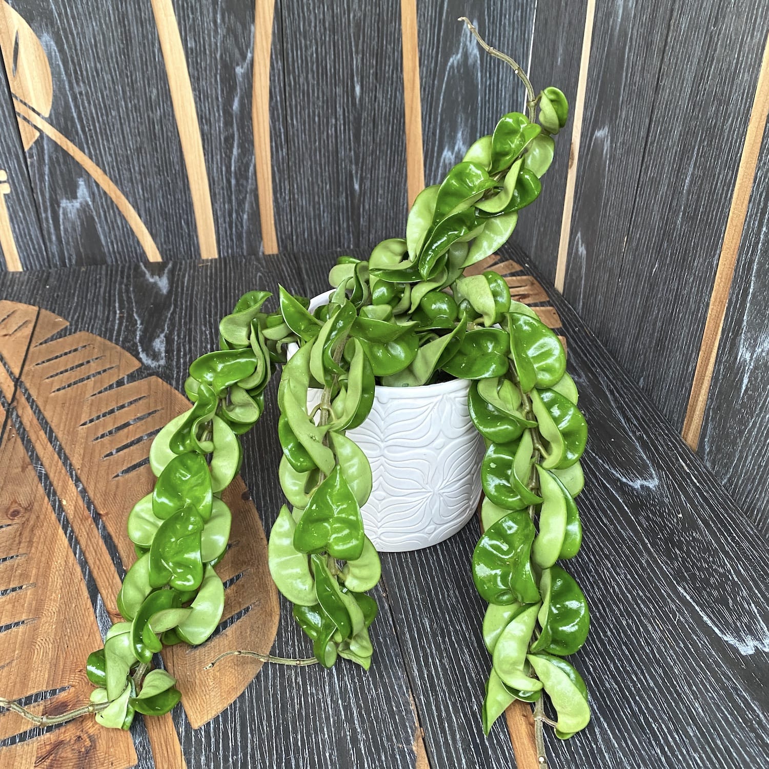 Hoya compacta (Hindu Rope)