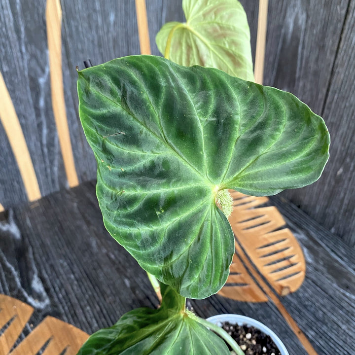 Philodendron Verrucosum