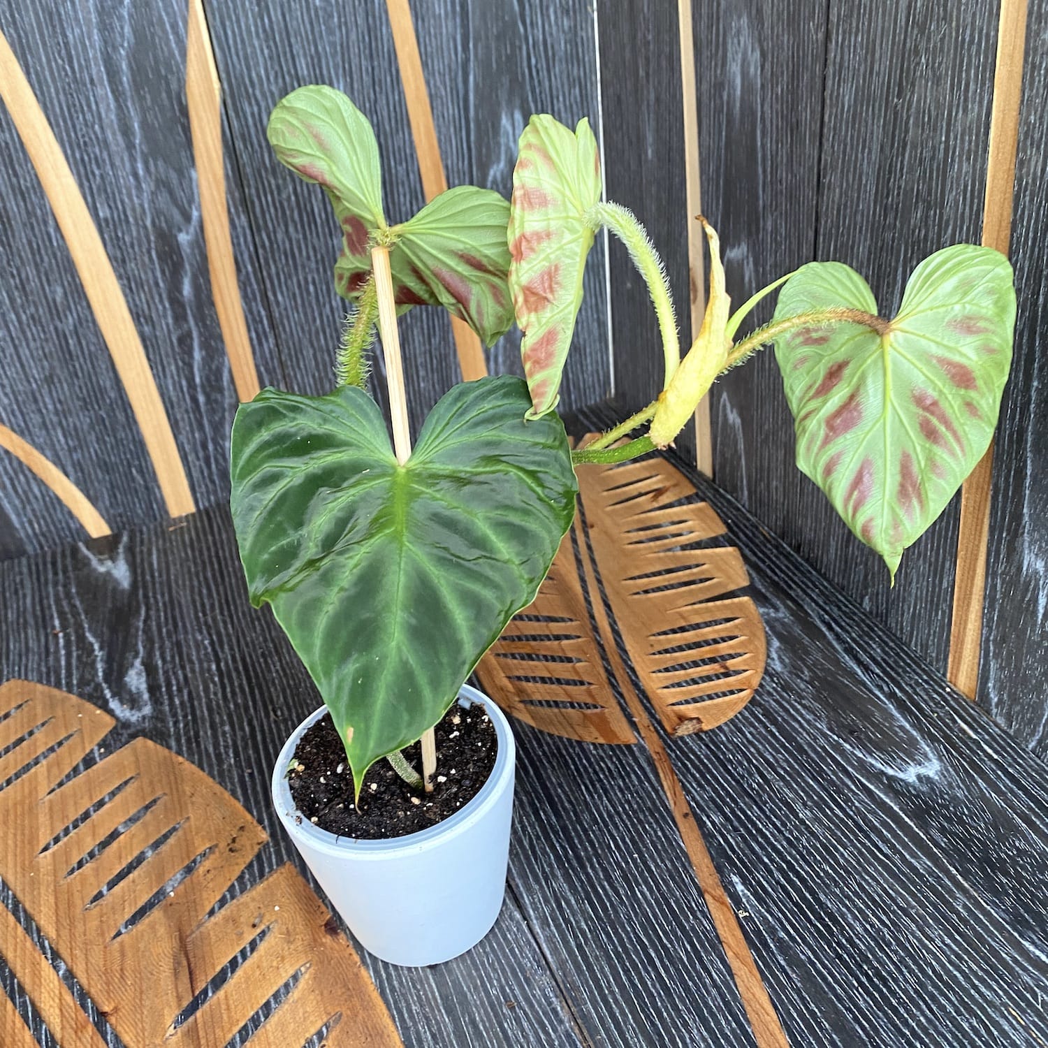 Philodendron Verrucosum