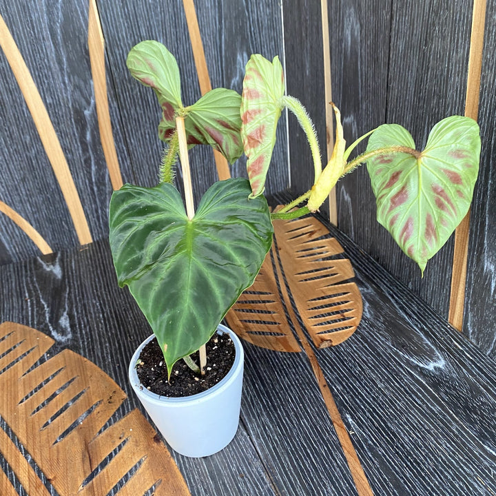 Philodendron Verrucosum