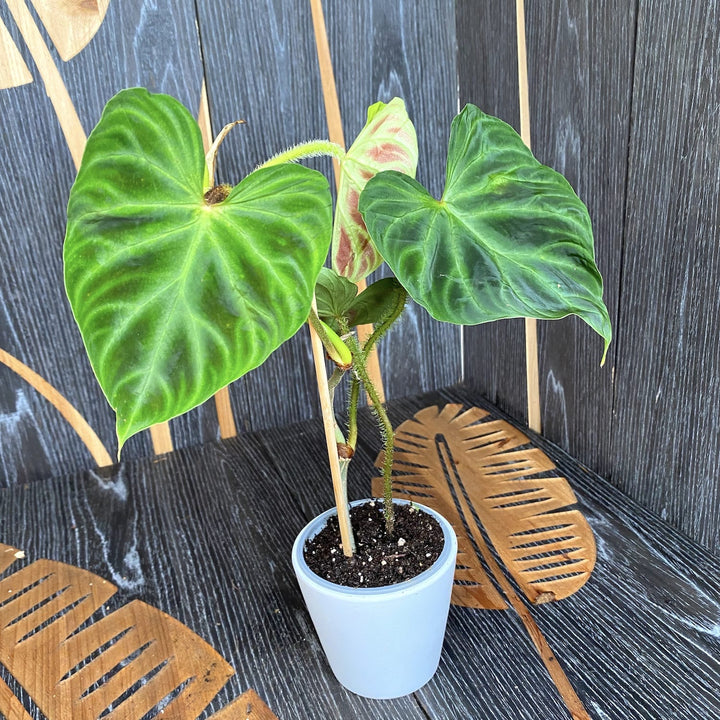 Philodendron Verrucosum