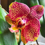 Phalaenopsis Sogo Rondini