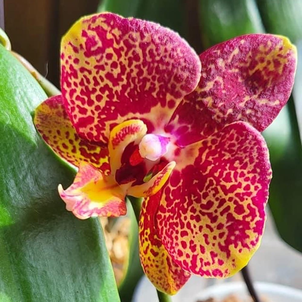 Phalaenopsis Sogo Rondini