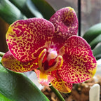 Phalaenopsis Sogo Rondini