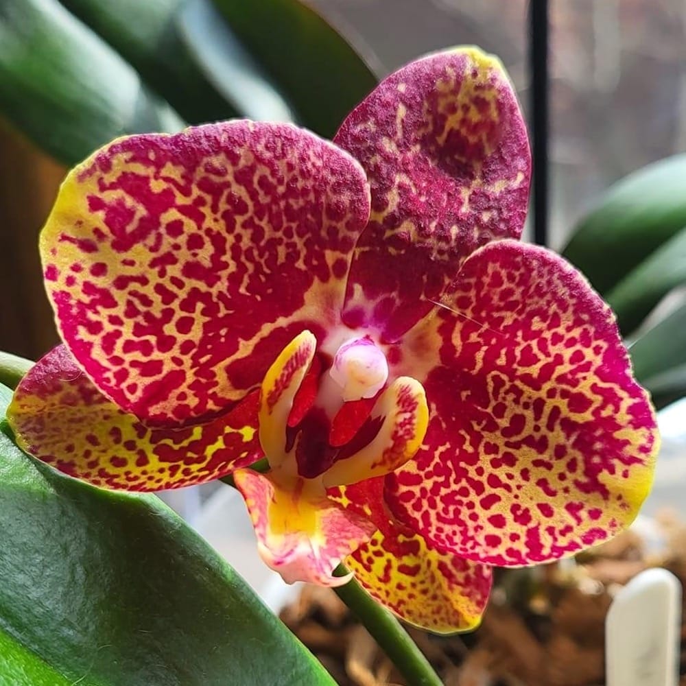 Phalaenopsis Sogo Rondini
