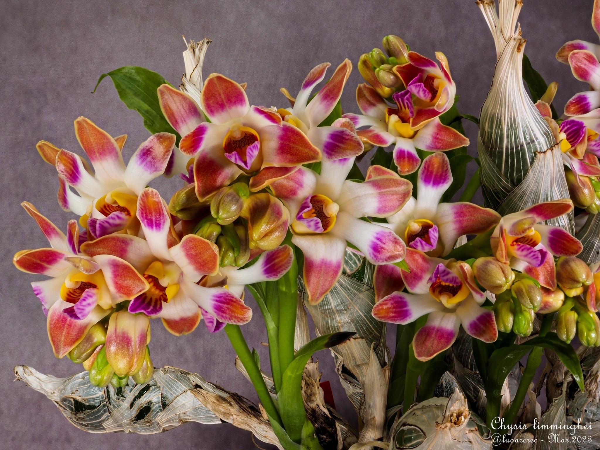 Chysis limminghei *fragrant - young specimens