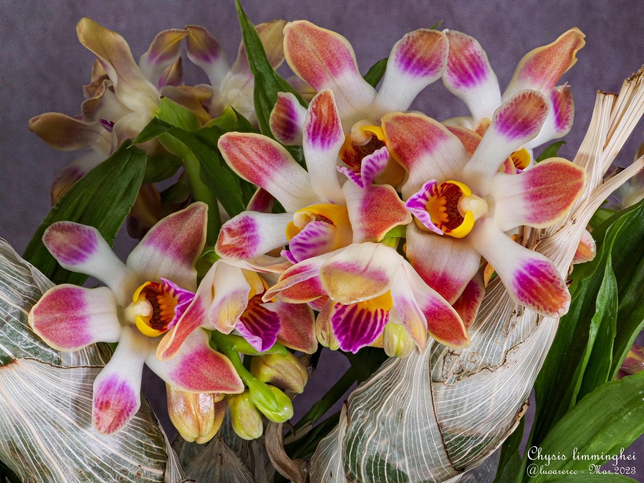 Chysis limminghei *fragrant - young specimens