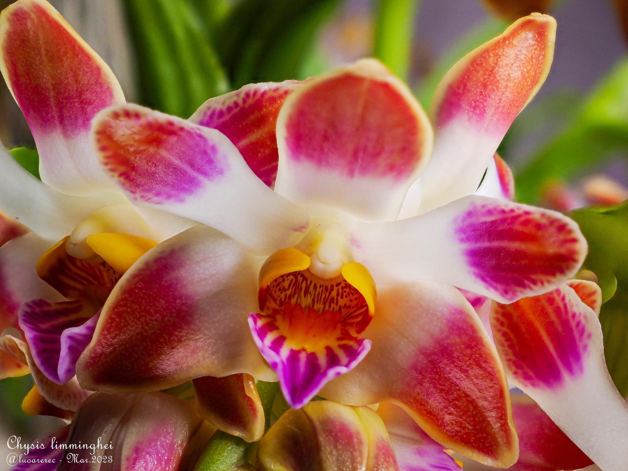 Chysis limminghei *fragrant - young specimens