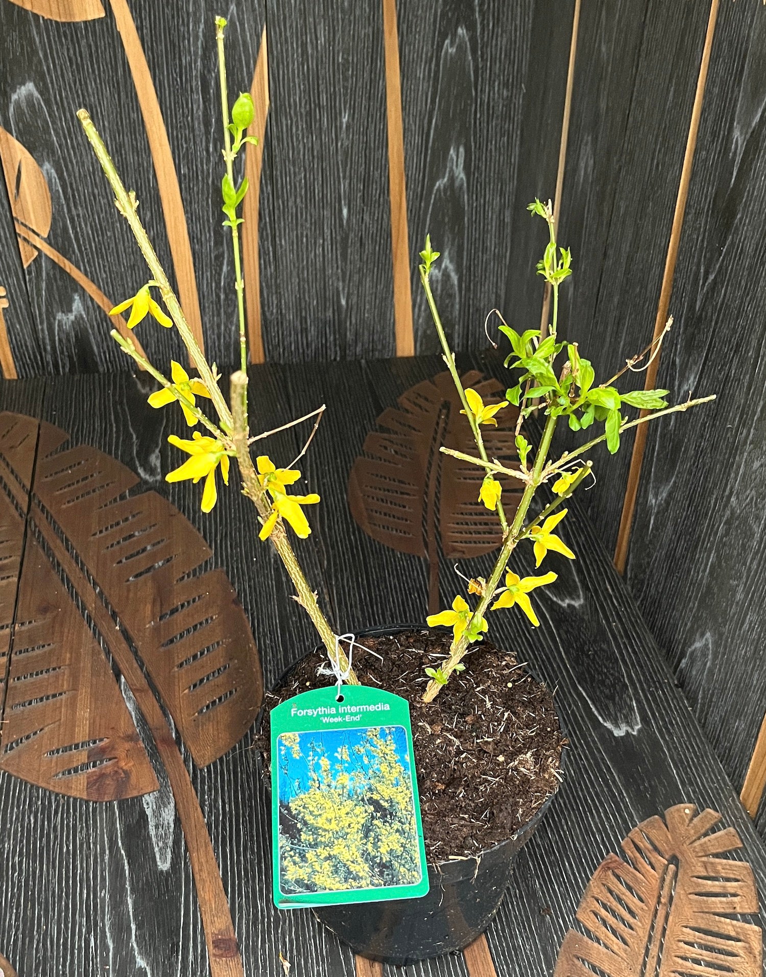 Forsythia intermedia 'Weekend'