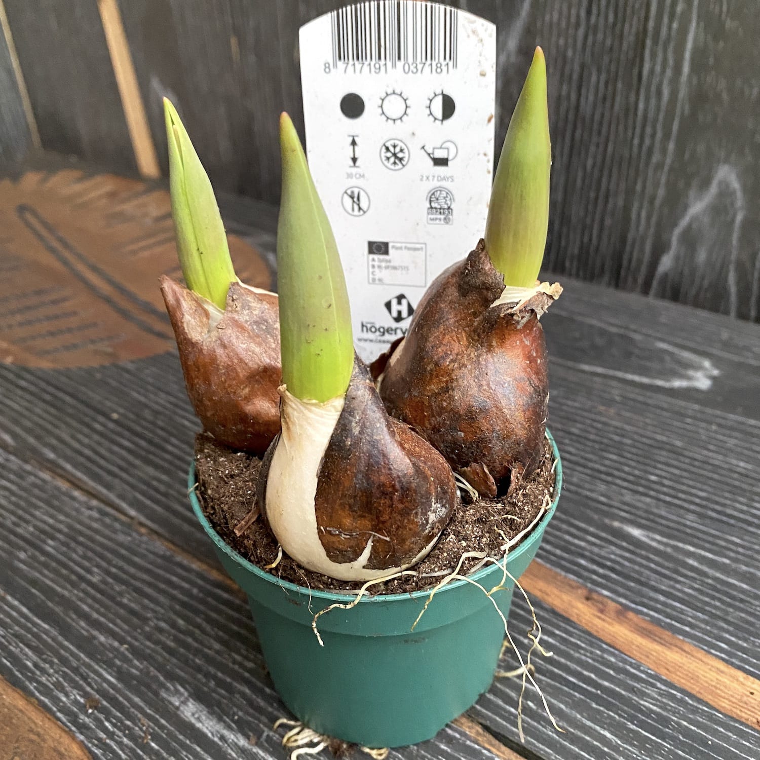 Lalele duble galbene - Tulipa 'Nikon'