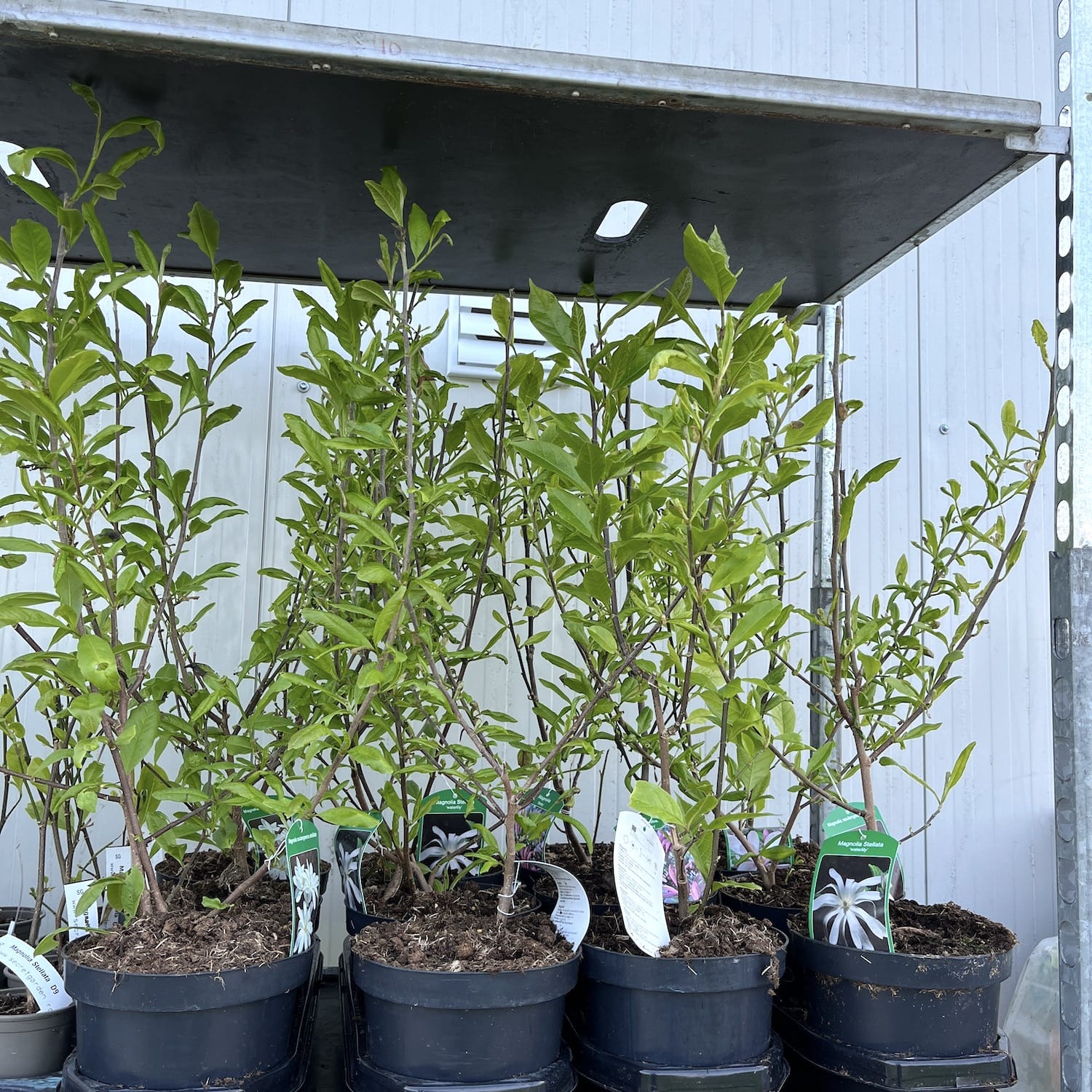 Magnolie liliflora 'Betty'