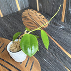 Hoya pachyclada x parasitica (EPC 141)