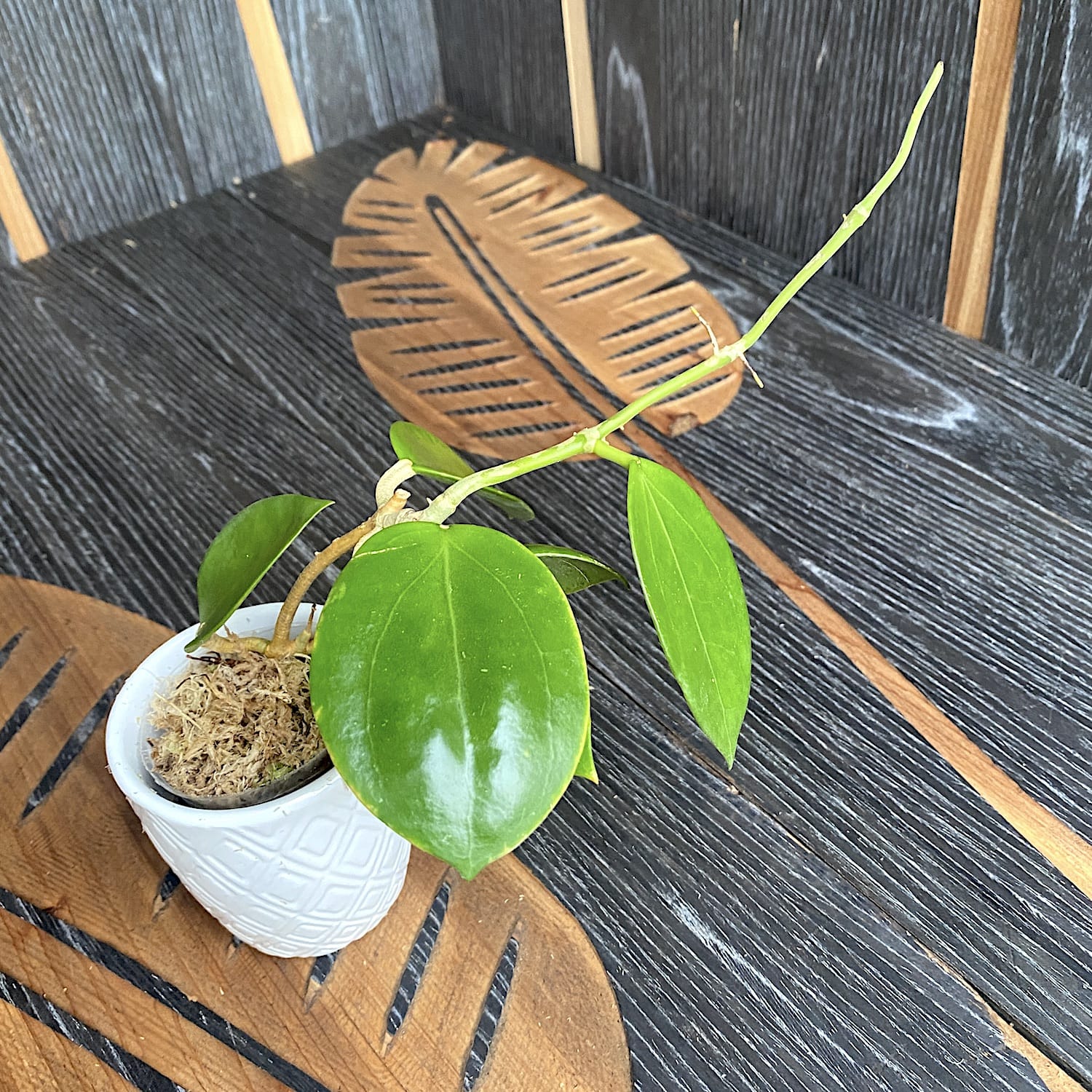 Hoya pachyclada x parasitica (EPC 141)