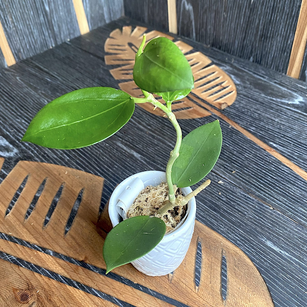Hoya pachyclada x parasitica (EPC 141)