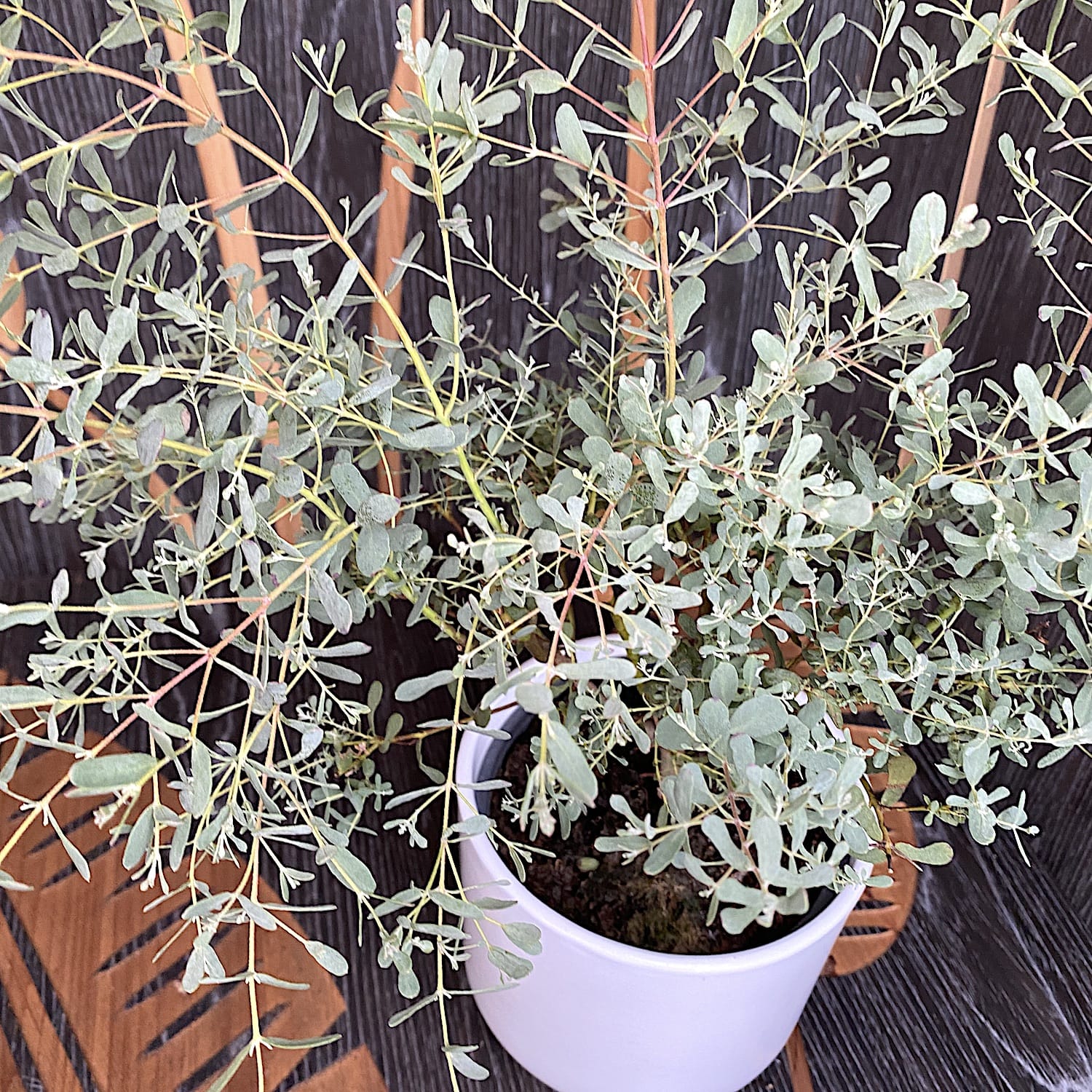 Eucalipt - Eucalyptus gunnii ‘France Bleu’ ('Rengun')