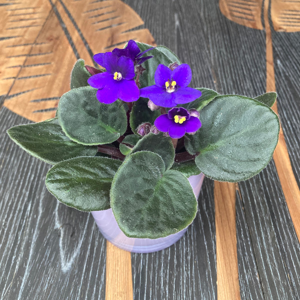 Violets - Saintpaulia Inova Spectra Blauw