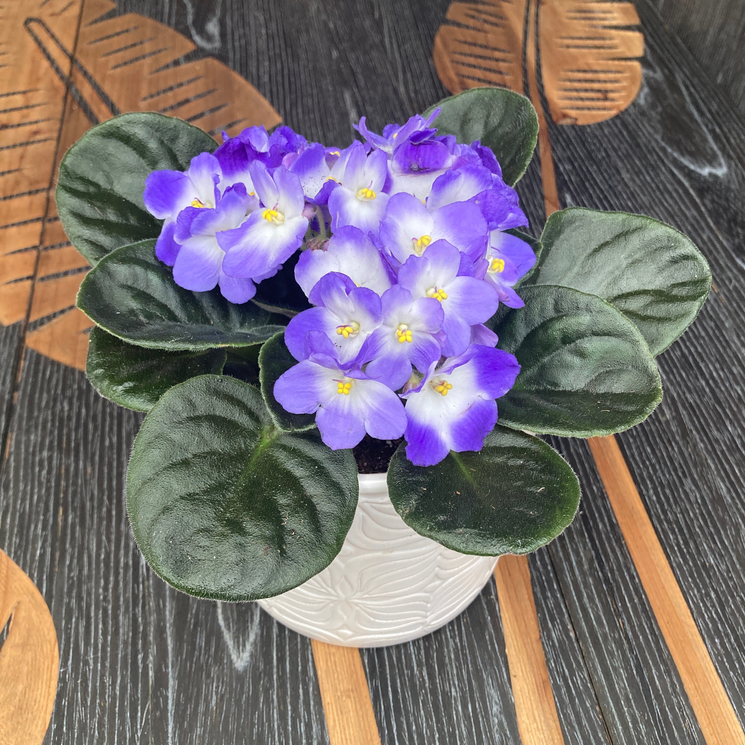 Violete - Saintpaulia Trendy Kék