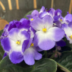 Violete - Saintpaulia Trendy Blå